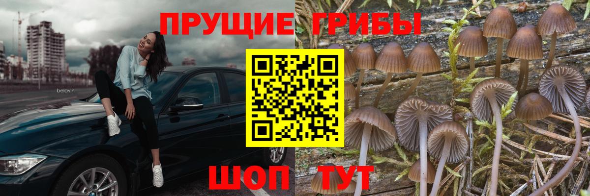 Псилоцибиновые грибы прущие грибы  Псилоцибиновые грибы Psilocybine cubensis  Клинцы  Вход с VPN 